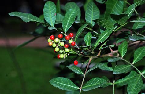 胡椒木花語|福星花園: 巴西胡椒木(巴西乳香)